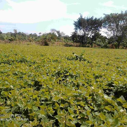gracias a un donador la escuela puede usar el campo colindante para crecer comida