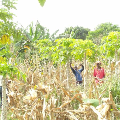 cosechando maíz para comida