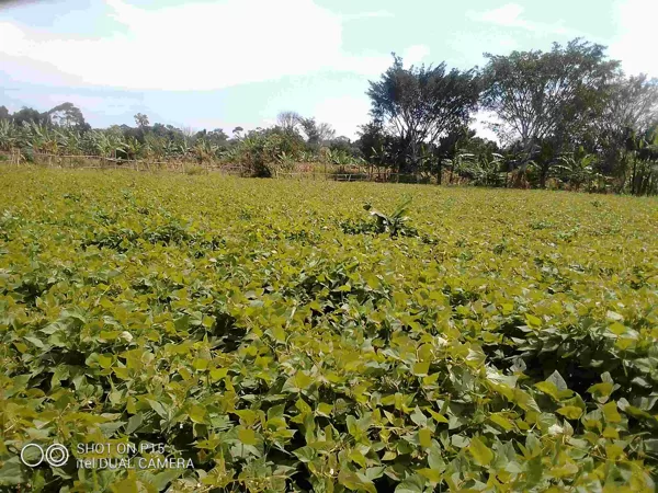 thanks to a sponsor the school can use the neighbouring land for free to plant food