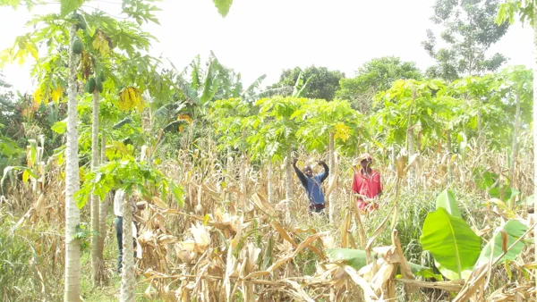 harvesting corn for food